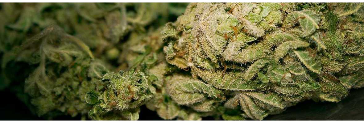 5 x Drogentest Kassette Cannabis (Marihuana / Haschisch / THC) - Schnelltest
